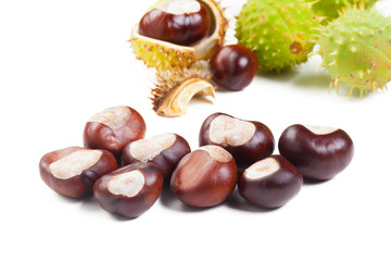 chestnut on a white background