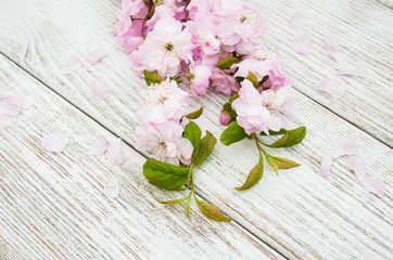 Spring sakura blossom