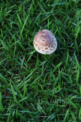 Fresh mushrooms On green grass , background .close up