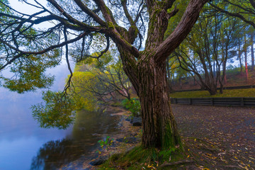 Fototapeta premium Autumn fog