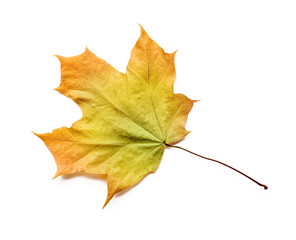 Naklejka na ściany i meble Autumn leaf isolated with clipping path.