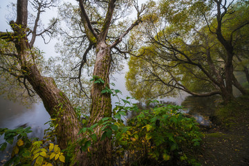 Fototapeta premium Autumn fog