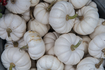 White pumpkin