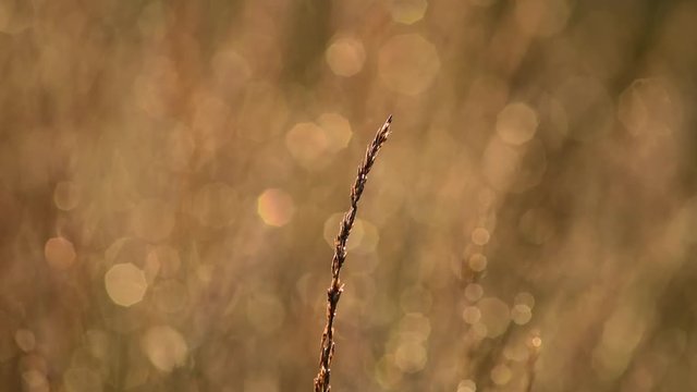 Gras im Gegenlicht, morgens im Moor, leichter Wind