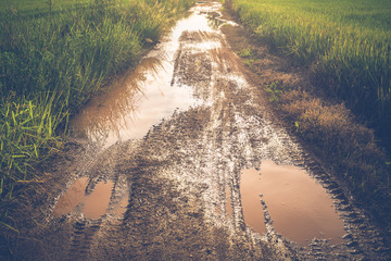 Muddy Road After Rain