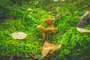 Yellow chanterelle growth © Marcus Måhlberg
