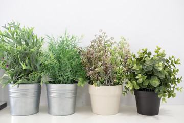 Green plants in pots