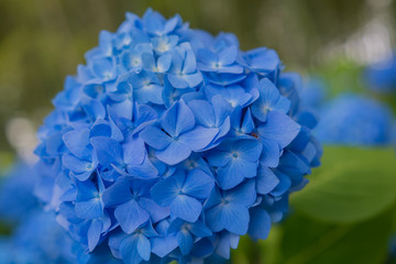 あじさいのアップ