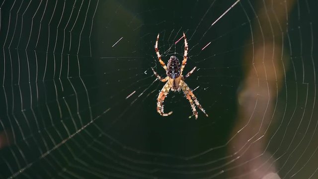 Gartenkreuzspinne sitzt in ihren Netz, Wind, (Araneus diadematus)