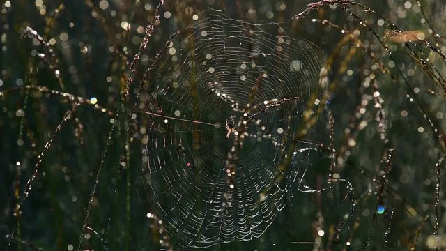Gartenkreuzspinne sitzt in ihren Netz, Wind, (Araneus diadematus)