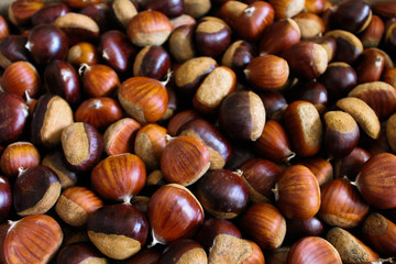 Tantissime castagne raccolte dai loro ricci e pronte per essere mangiate