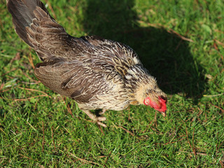 Dutch small chicken