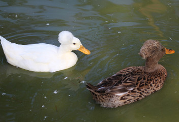 Dutch tufted duck