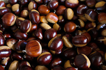 Tantissime castagne di diverso colore e grandezza pronte per essere raccolte e mangiate