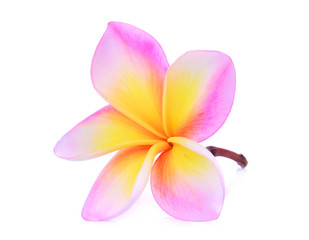 single pink frangipani (plumeria) tropical flower with water drop isolated on white background