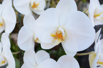 白い胡蝶蘭