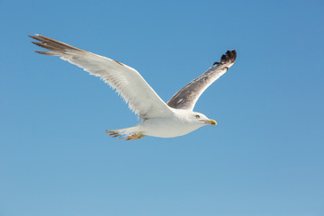 Fototapeta na wymiar Seagull Flying In Clear Sky