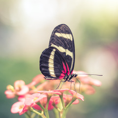 Pink Butterfly in Dreamy Flower Garden