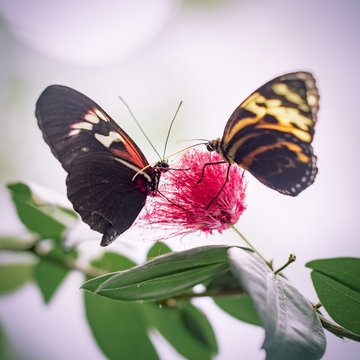 Two Red and Yellow Butterflies on Flower in Abstract Background