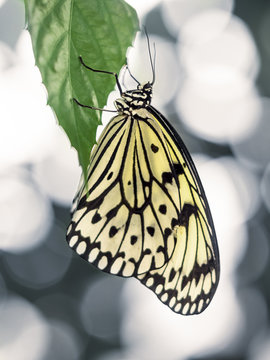 Yellow Butterfly Hanging on Green Leaf with Abstract Background