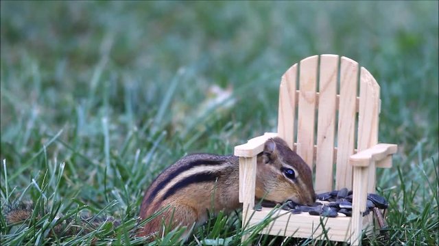 Funny little Eastern Chipmunk (Tamias Striatus) stuffs cheeks with seeds adirondack style