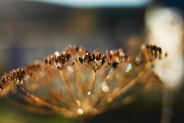 beautiful photos of nature ,dew, morning, dill ,macro shooting