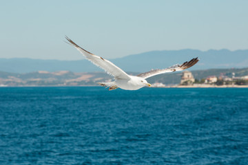Fototapeta na wymiar Seagull Flying over the sea