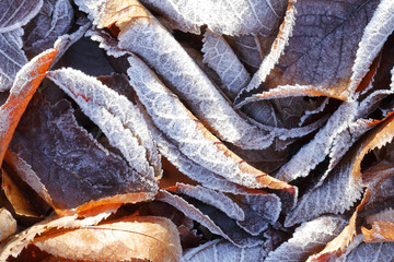 
SCENE OF FROZEN FROSTED LEAVES IN COLD ENVIRONMENTS