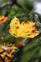 Nice autumn leaf