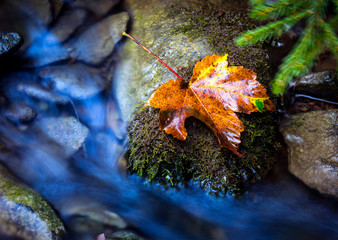 autumn leaf on stone in mountain stream
