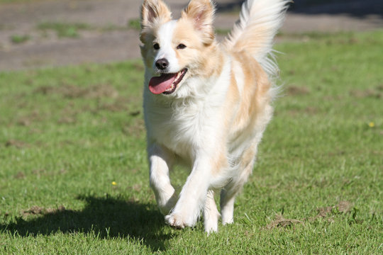 Border Collie
