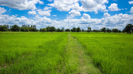 Fototapeta na wymiar Green meadows in Thailand