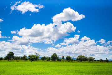 Green meadows in Thailand