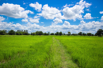 Green meadows in Thailand