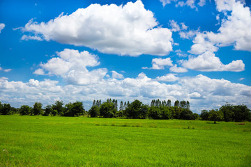Green meadows in Thailand