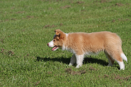 Border Collie-Welpe