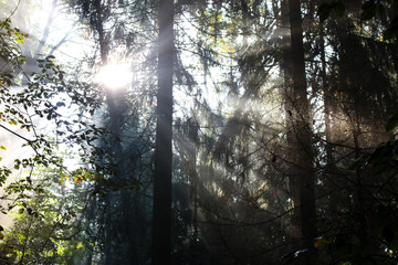Fototapeta premium Der Wald im Herbst in der Morgensonne
