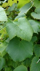 Leaves of grape 