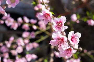  Pink peach blossoms with blurred background - Selective focus