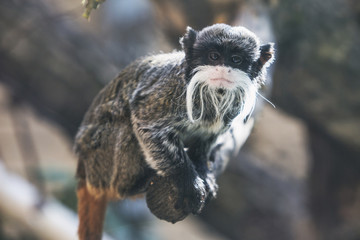 Naklejka premium Emperor tamarin (Saguinus Imperator). Wild animal