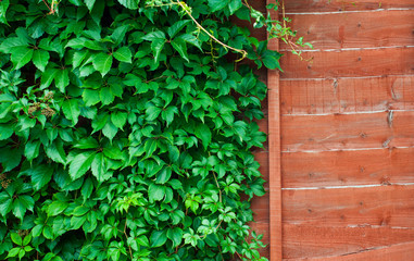 Wooden plank covered with ivy