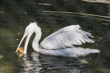 Dalmatian curly pelican, freshwater bird.