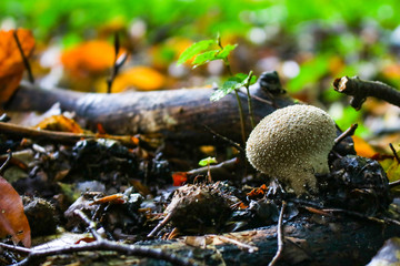 Pilze im Wald im Herbst bei einem Spaziergang