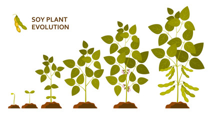 Naklejka premium Soy plant evolution with leaves, flowers and pods. Vector illustration.