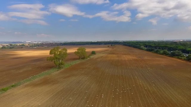 Aironi a Roma/polmone verde in citt&agrave; habitat per uccelli migratori