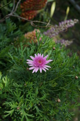 Fototapeta premium 春の花