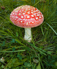 Bid amanita mushroom in the grass