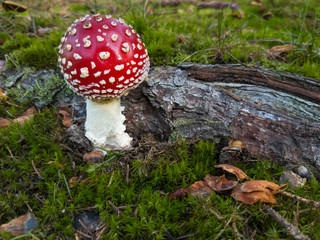 Small amanita mushroom in the grass
