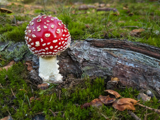 Small amanita mushroom in the grass