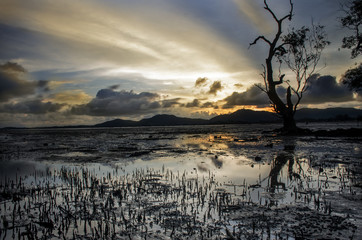 mangrove forest in sunset with back ground big buddha hill Phuket